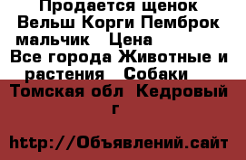 Продается щенок Вельш Корги Пемброк мальчик › Цена ­ 65 000 - Все города Животные и растения » Собаки   . Томская обл.,Кедровый г.